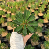 Euphorbia guillauminiana