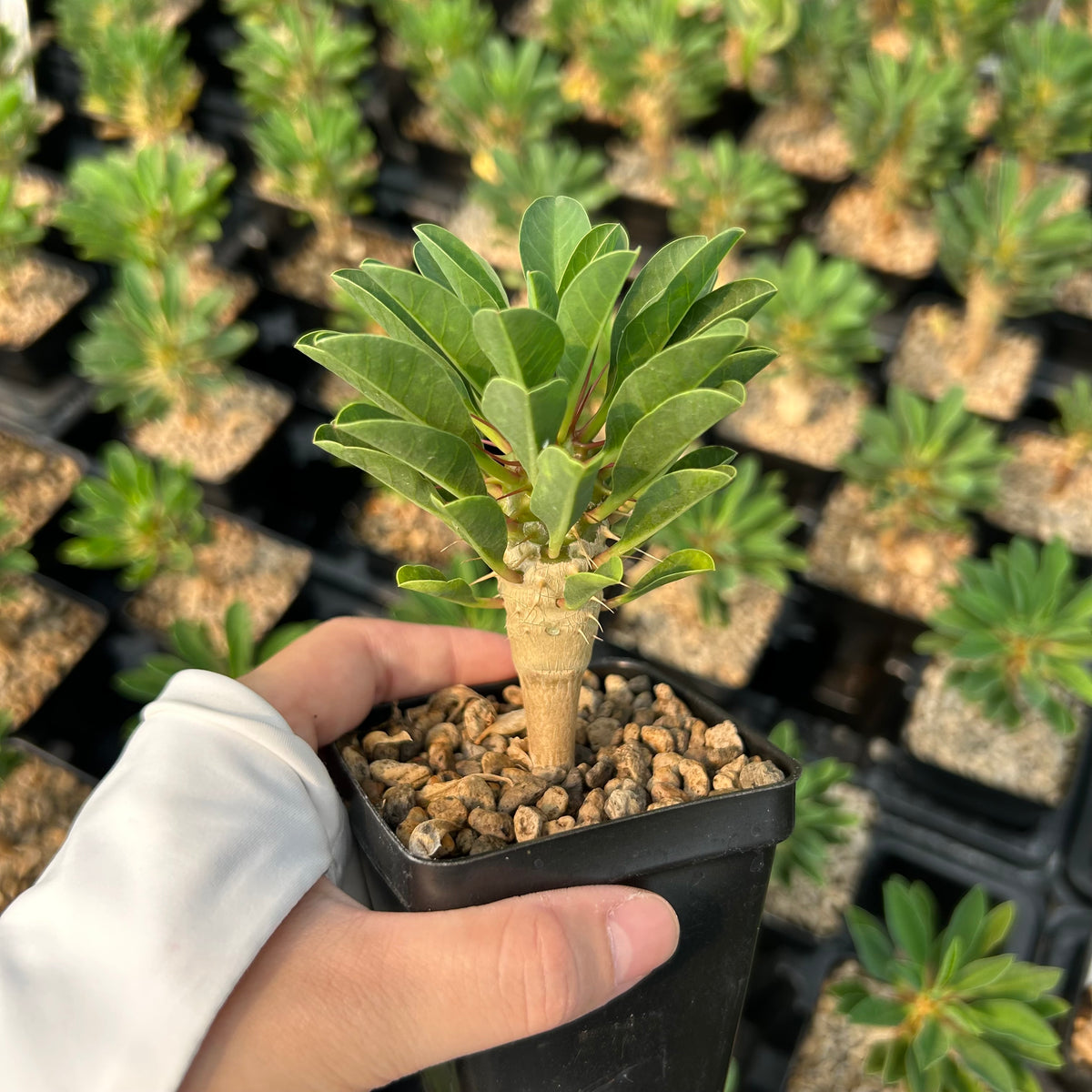 Euphorbia guillauminiana