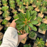 Euphorbia guillauminiana