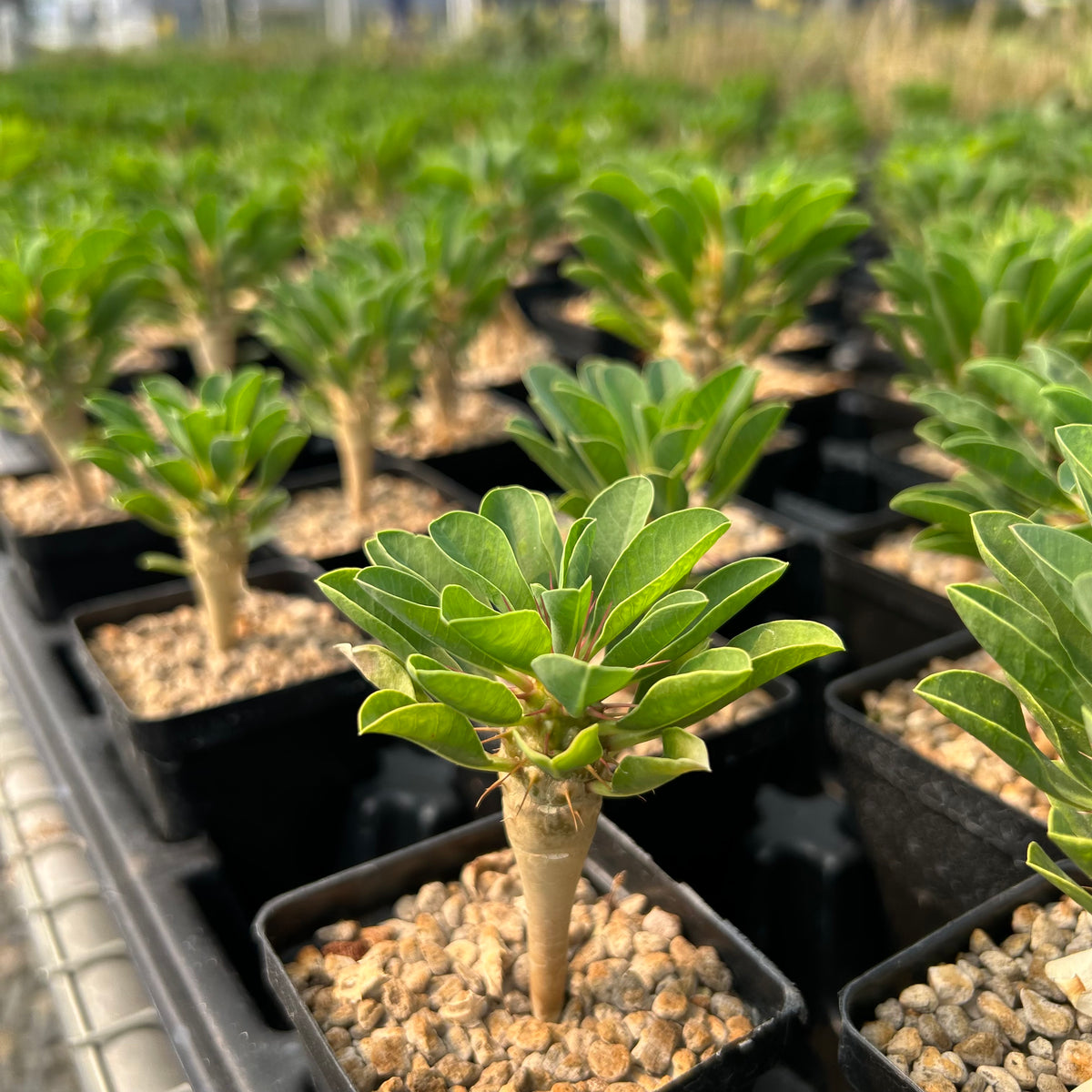 Euphorbia guillauminiana