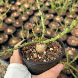 Euphorbia decidua