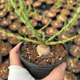 Euphorbia decidua