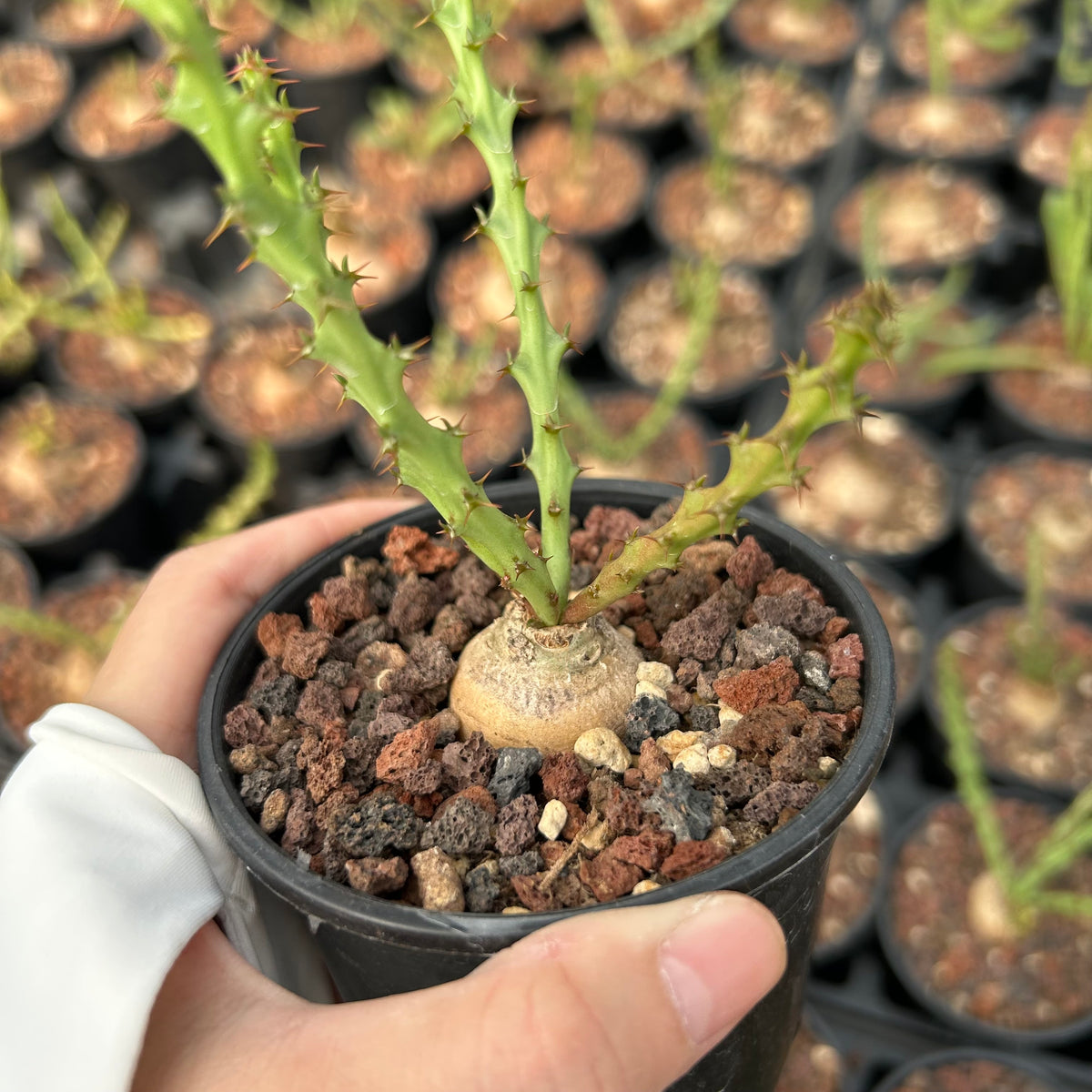 Euphorbia decidua
