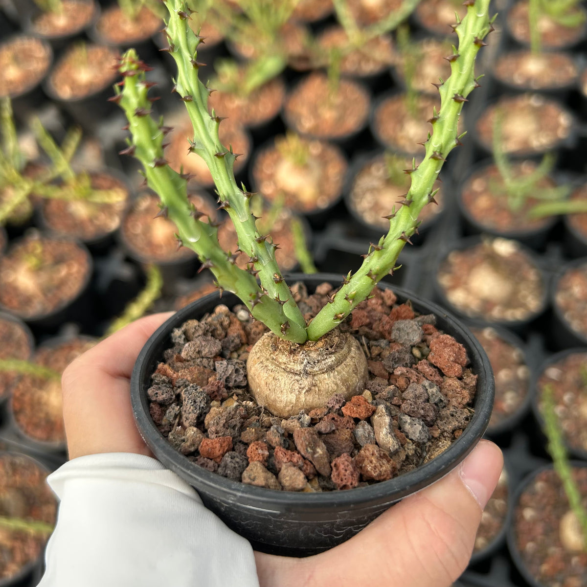 Euphorbia decidua