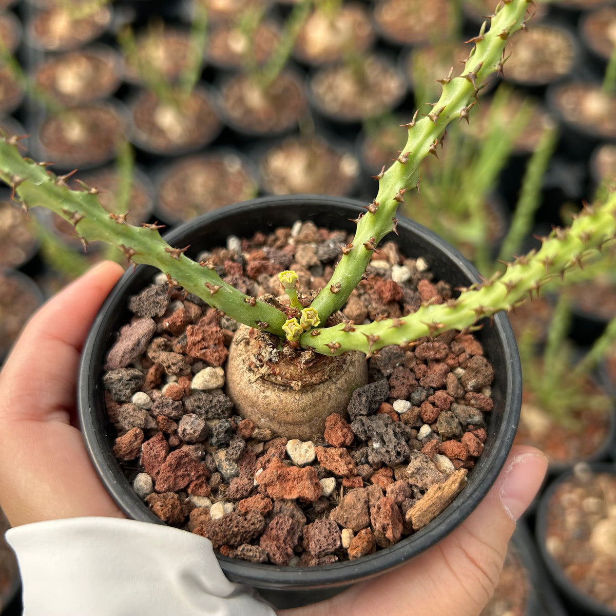 Euphorbia decidua