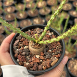 Euphorbia decidua