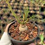 Euphorbia decidua
