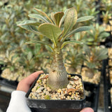 Adenium socotranum
