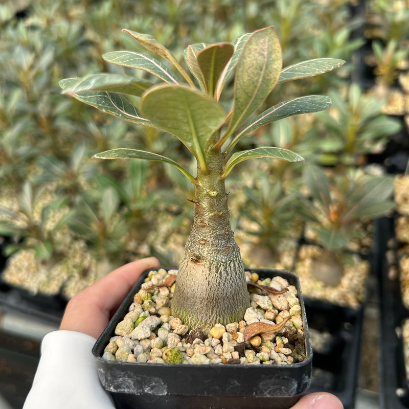 Adenium socotranum - premium
