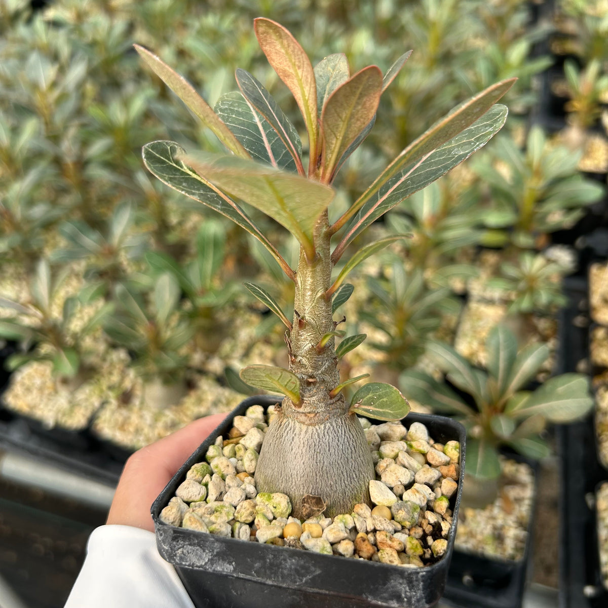 Adenium socotranum
