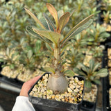 Adenium socotranum