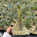 Adenium socotranum