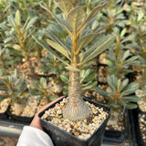 Adenium socotranum