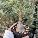 Adenium socotranum