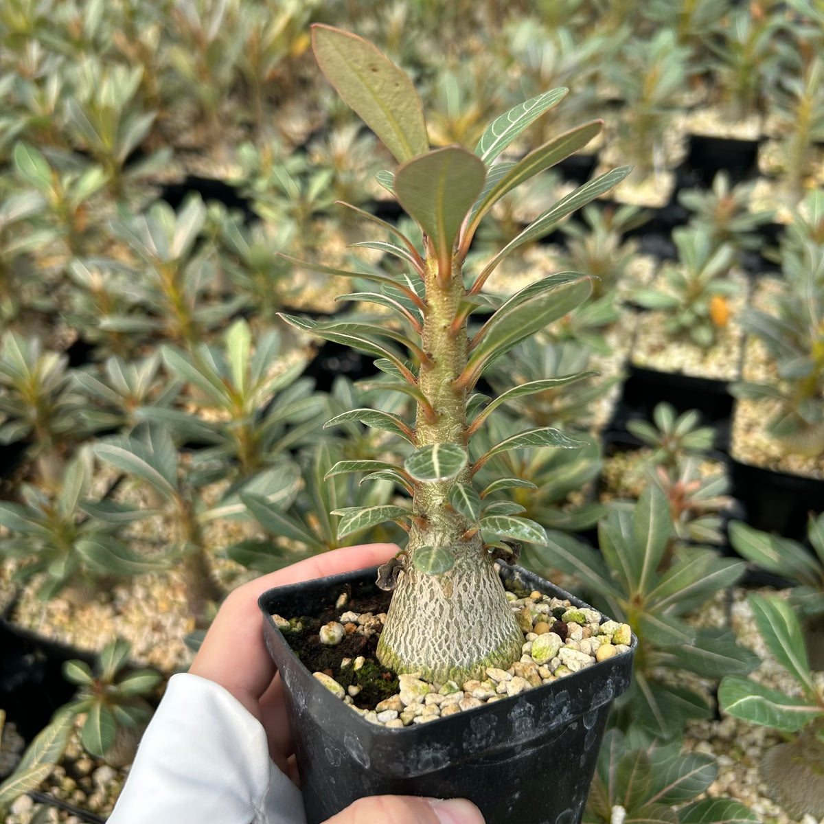 Adenium socotranum