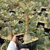 Adenium socotranum