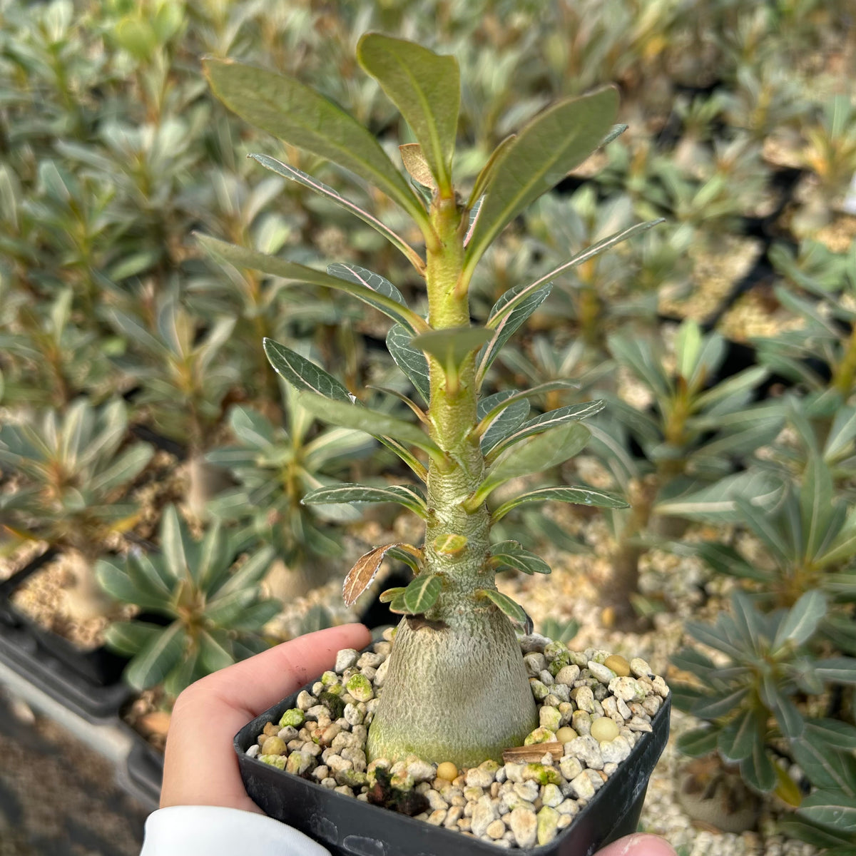 Adenium socotranum