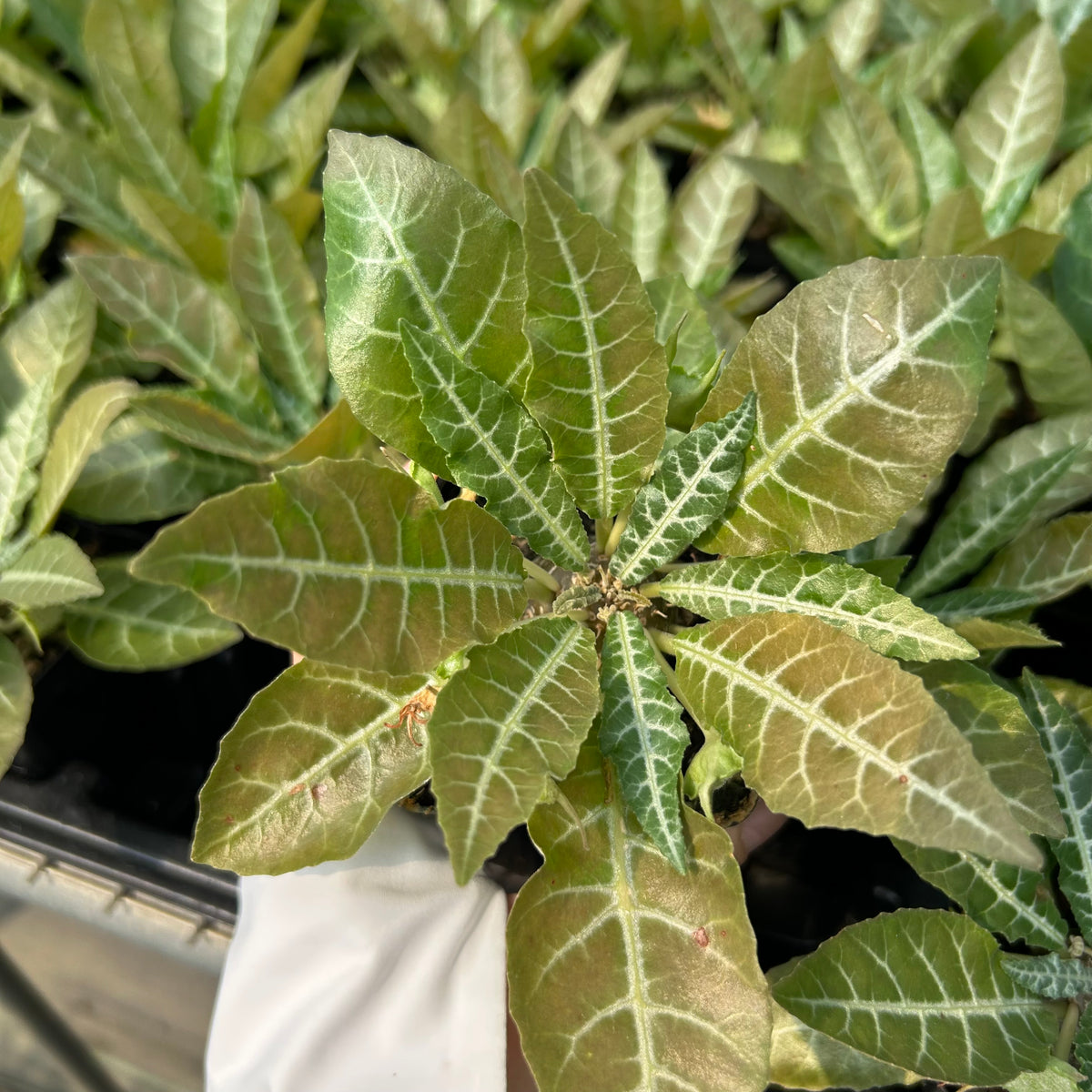 Dorstenia lancifolia