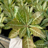 Dorstenia lancifolia