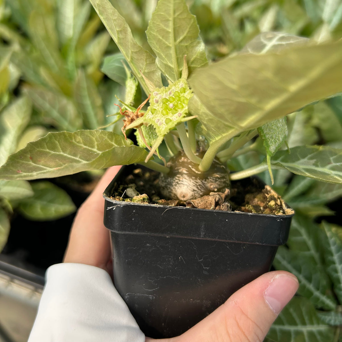 Dorstenia lancifolia