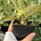 Dorstenia lancifolia