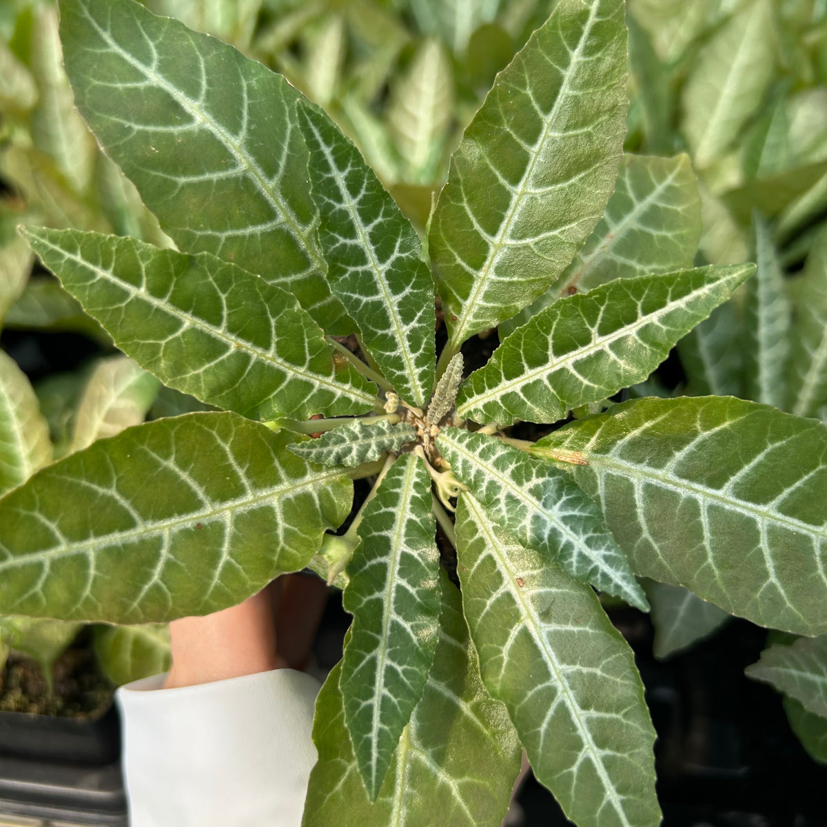 Dorstenia lancifolia