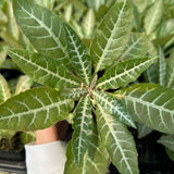 Dorstenia lancifolia