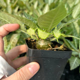 Dorstenia lancifolia