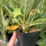 Dorstenia lancifolia