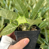 Dorstenia lancifolia