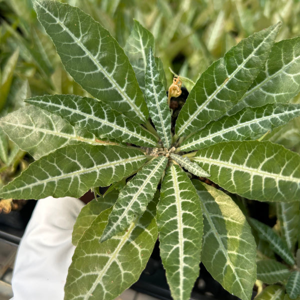 Dorstenia lancifolia
