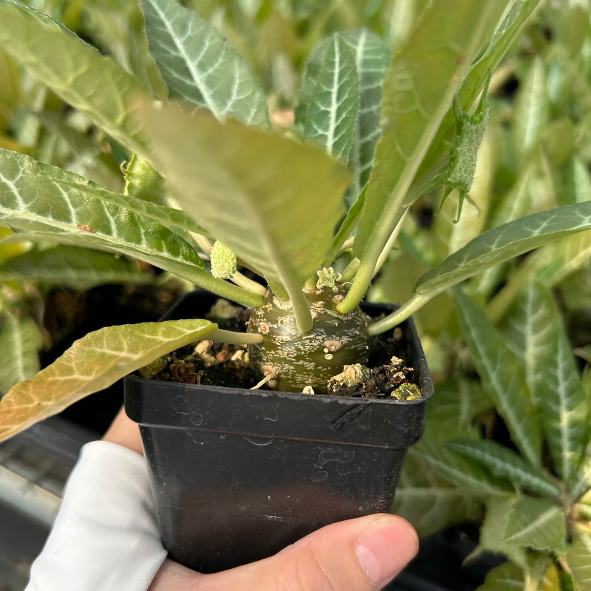 Dorstenia lancifolia