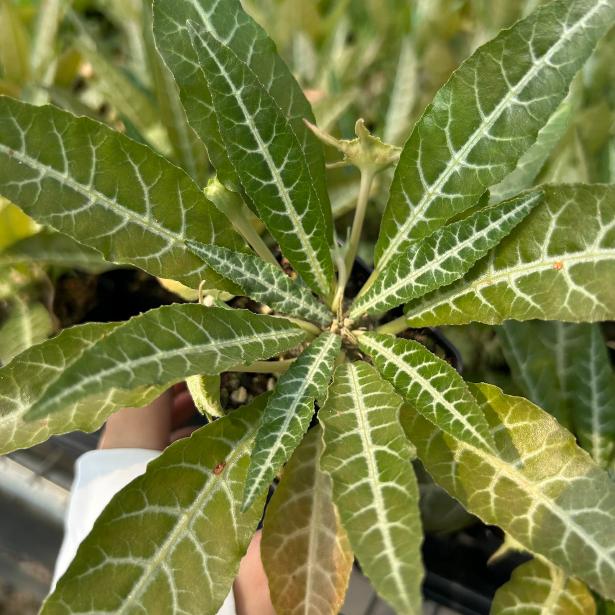 Dorstenia lancifolia