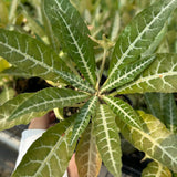 Dorstenia lancifolia