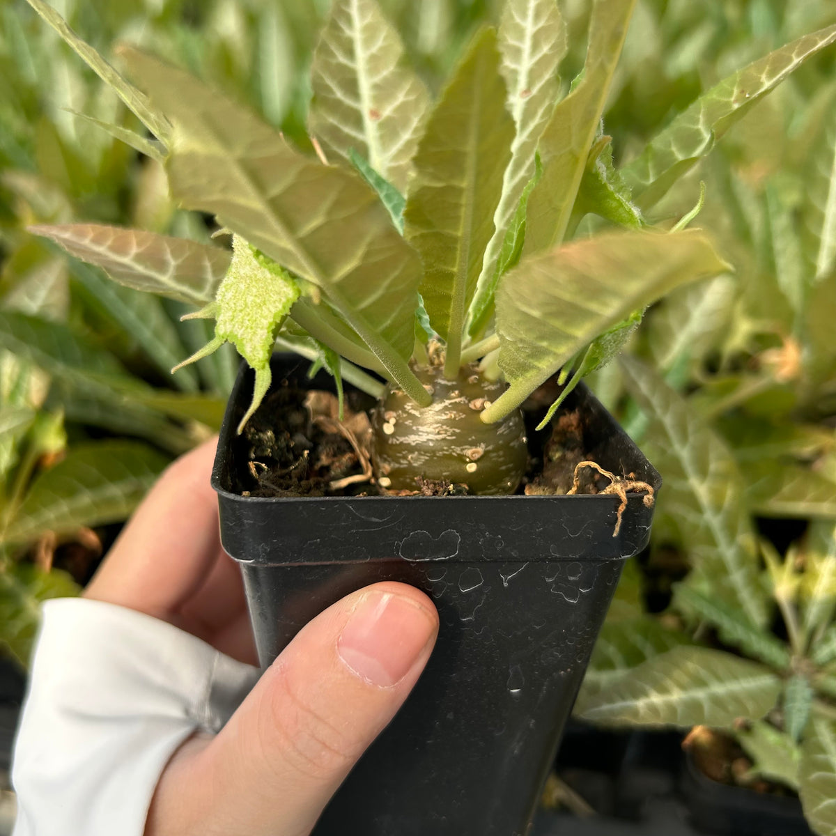 Dorstenia lancifolia