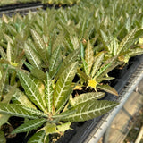 Dorstenia lancifolia