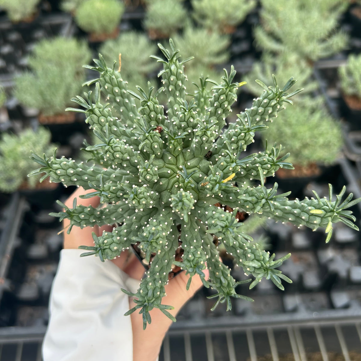 Euphorbia confluens
