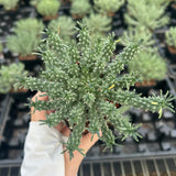 Euphorbia confluens