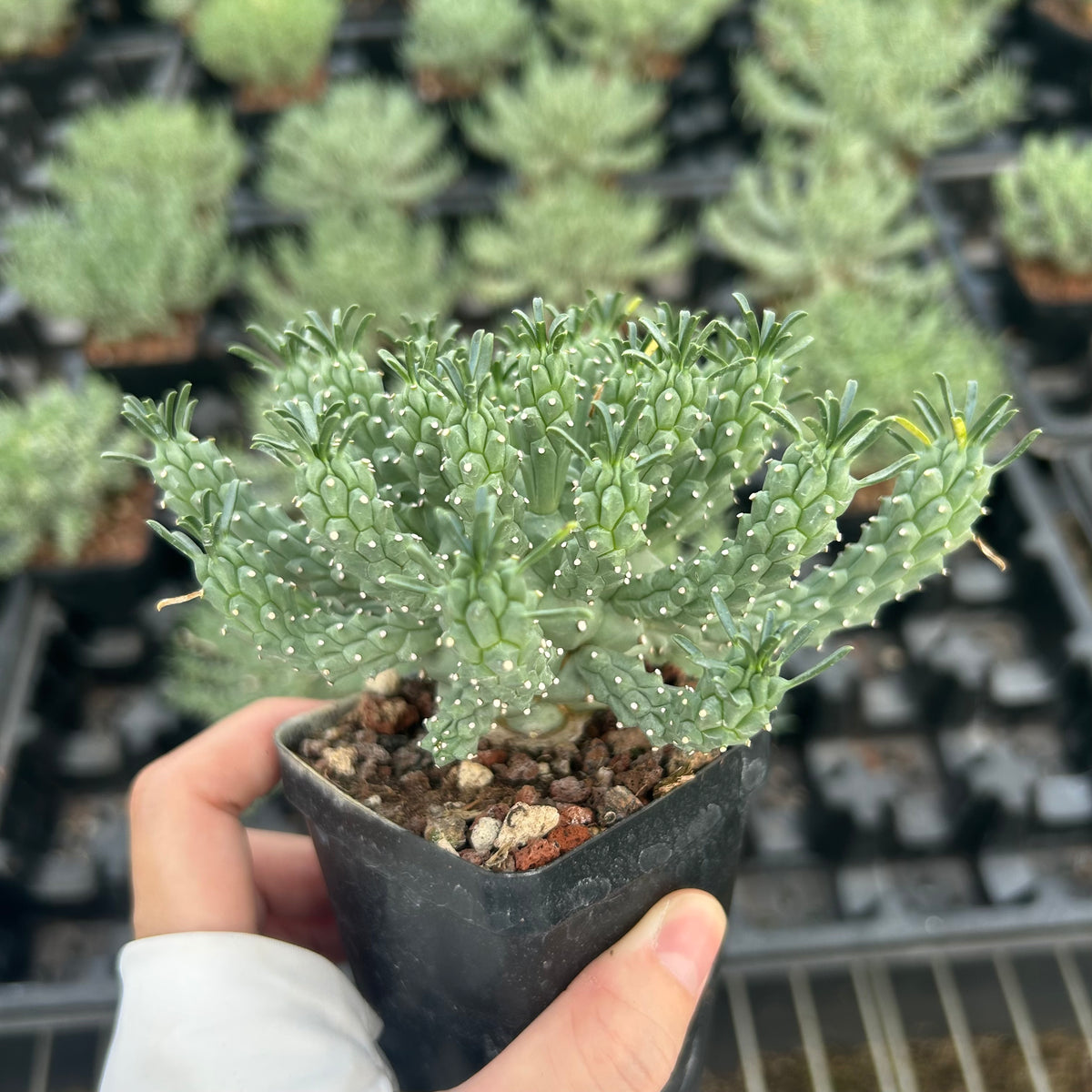 Euphorbia confluens