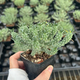 Euphorbia confluens