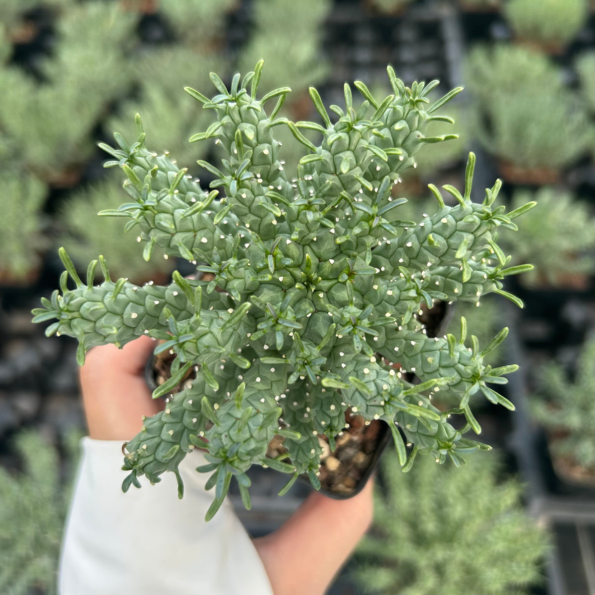 Euphorbia confluens