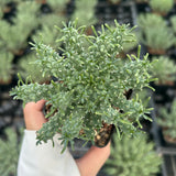 Euphorbia confluens