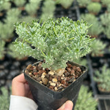 Euphorbia confluens