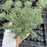 Euphorbia confluens