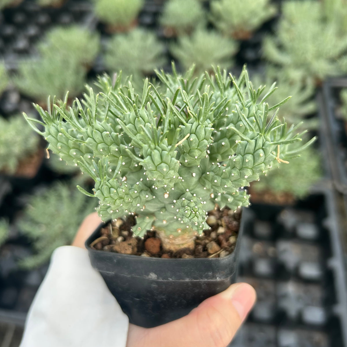 Euphorbia confluens