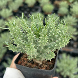 Euphorbia confluens