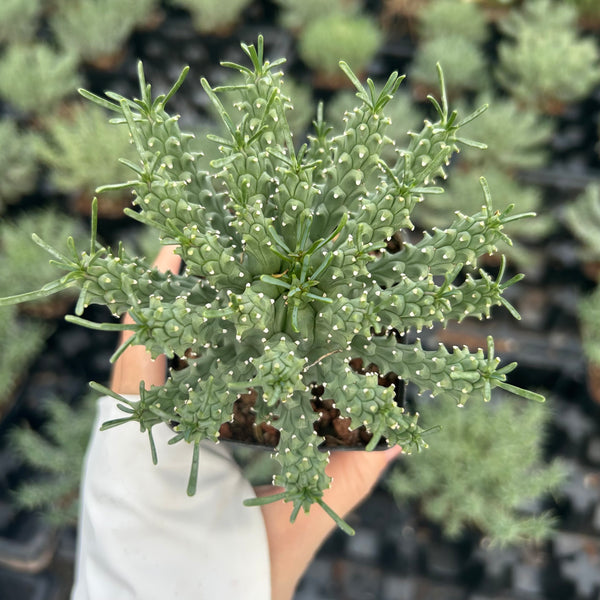 Euphorbia confluens