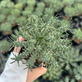 Euphorbia confluens