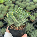 Euphorbia confluens