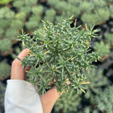 Euphorbia confluens